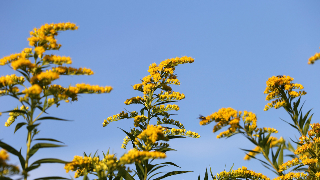 Die Goldrute - Natürliche Kraft der Natur