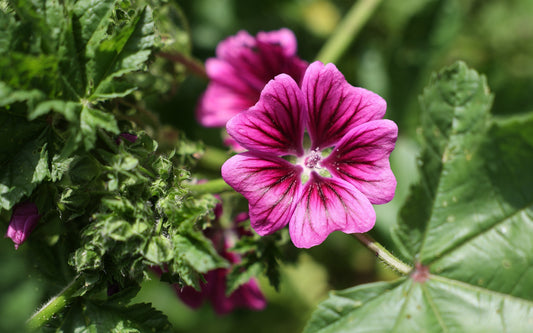 Zwischen Feuer, Weite und Malvenblüten