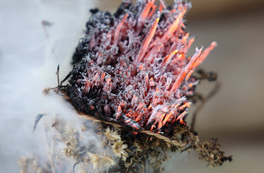 Magie in der Luft – was Pflanzenrauch in dunklen Nächten bewirkt