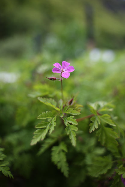 Pflanzengeist Storchenschnabel